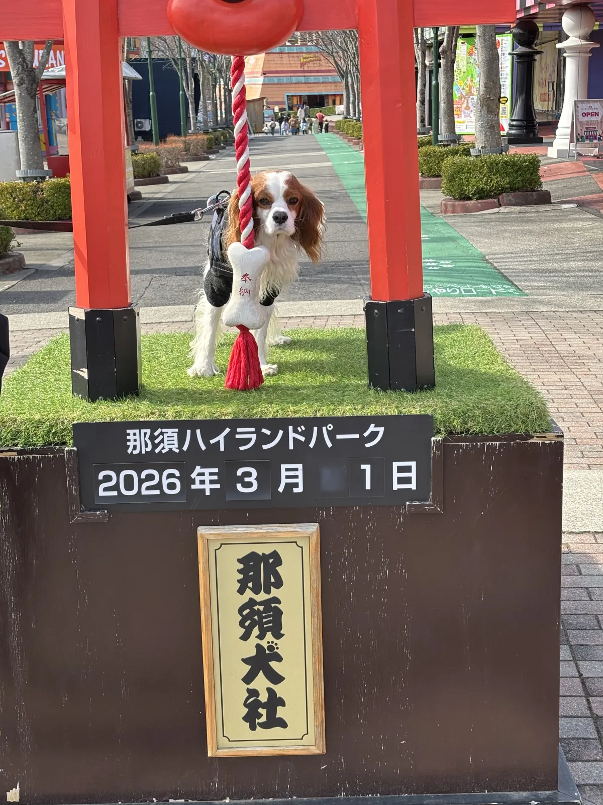 写真1